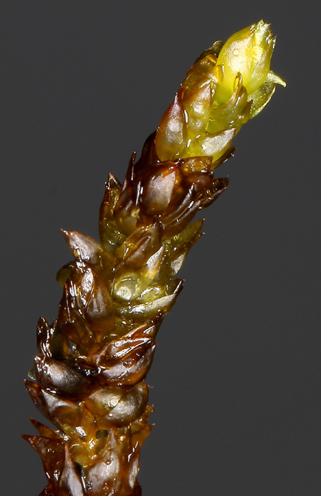 Pseudocalliergon turgescens